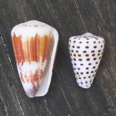 Les coquillages Conus