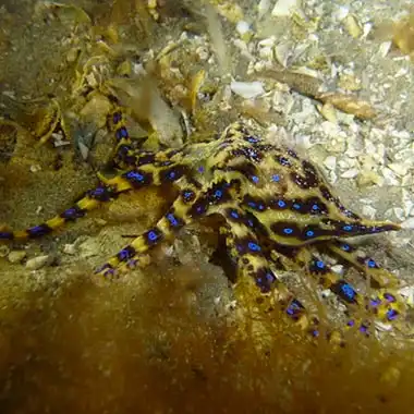 La pieuvre à anneaux bleus