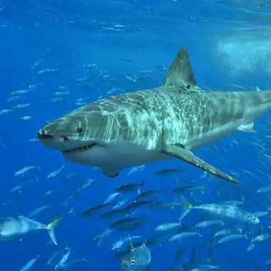 Le grand requin blanc